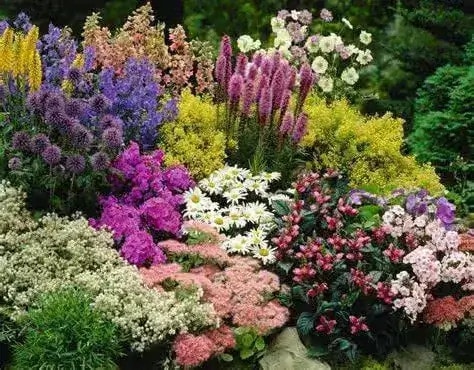 Top Drought-Tolerant Perennials for Busy Yards