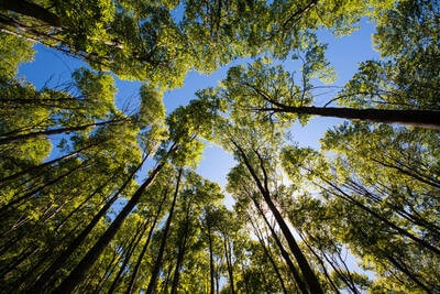 Best Evergreen Trees for Year-Round Privacy