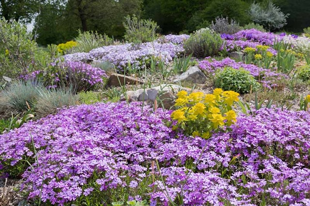 Best Ground Cover Plants for Shade