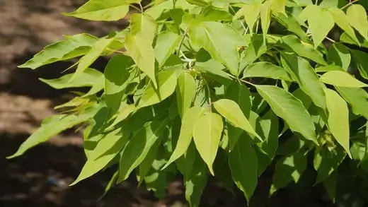 Step-by-Step Planting Guide for Live Stakes