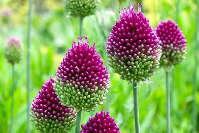 Long-Lasting Perennials for Seasonal Color