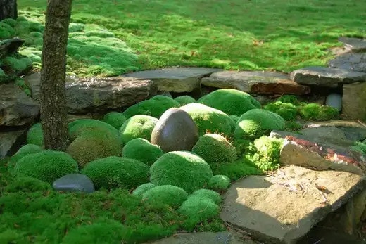 Creating a Low-Maintenance Moss Garden