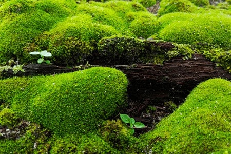 Creative Ways to Use Moss as Groundcover in Any Garden