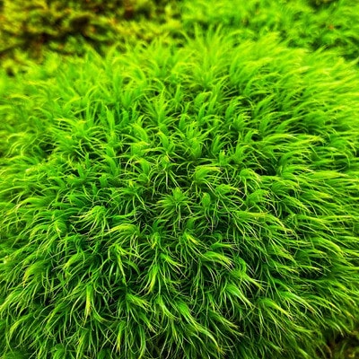 Best Types of Moss for Landscaping in Zones 4–8