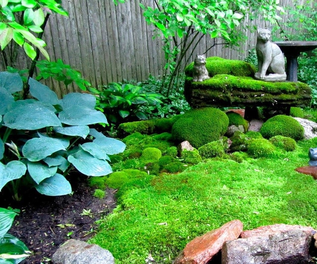 Why Is Moss Perfect for Low-Maintenance Landscapes