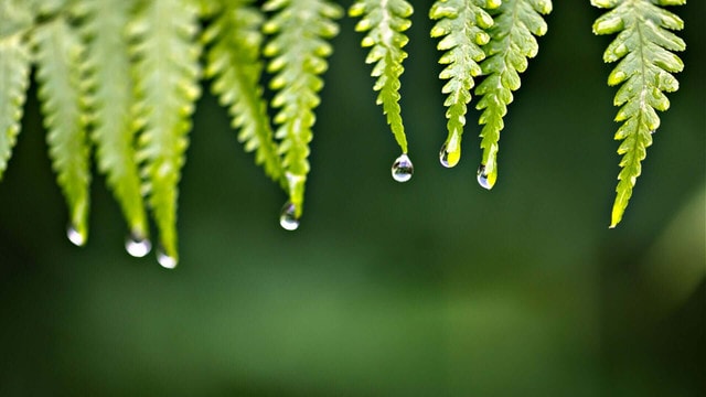 Native Ferns for Low-Maintenance Landscapes