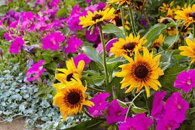 Benefits of Planting Native Plants in Your Garden