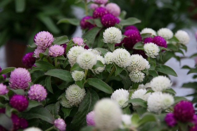 How to Care for Perennial Plants Year After Year