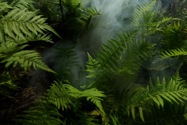 The Beauty of Ferns in Your Garden