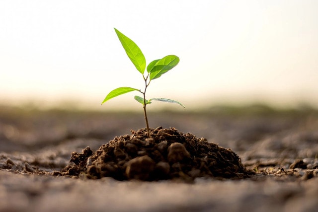 10 Essential Tips for Planting and Caring for Trees