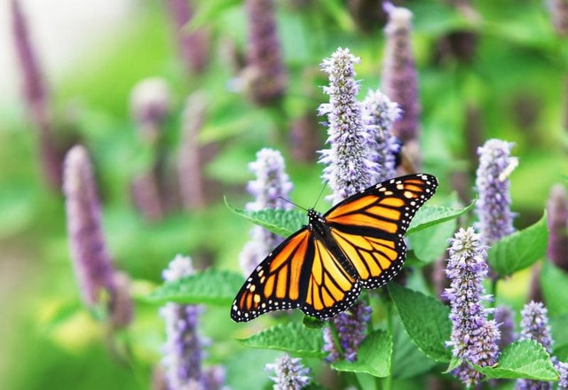 The Best Perennial Flowers for Tennessee Pollinator Gardens
