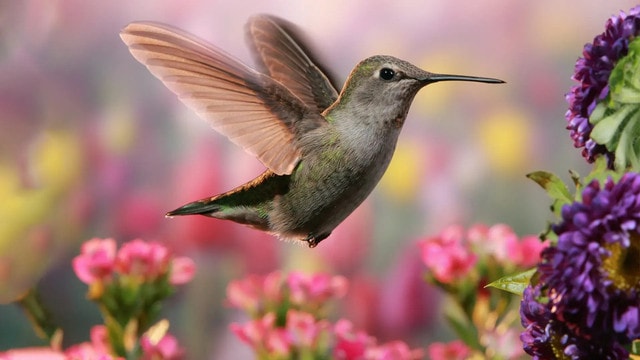 Trees That Attract Birds and Pollinators