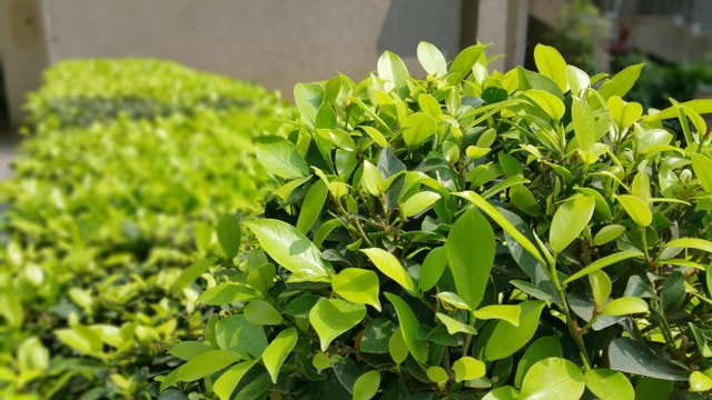 Top Shrubs for Year-Round Color