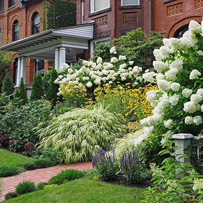 10 Shrubs That Thrive in Tennessee's Climate Year-Round