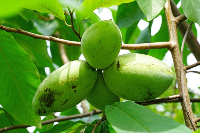 Pawpaw Tree Fun Facts