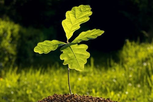Tree & Shrub Seedlings That Thrive in Tennessee
