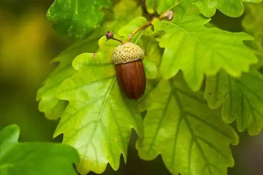 Best Trees for Natural Wildlife Habitats