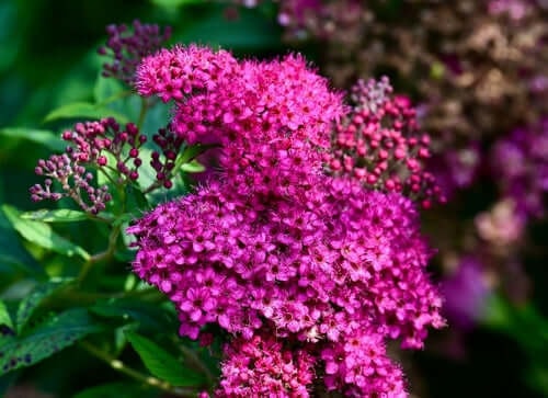 Trees & Shrubs That Support Local Wildlife