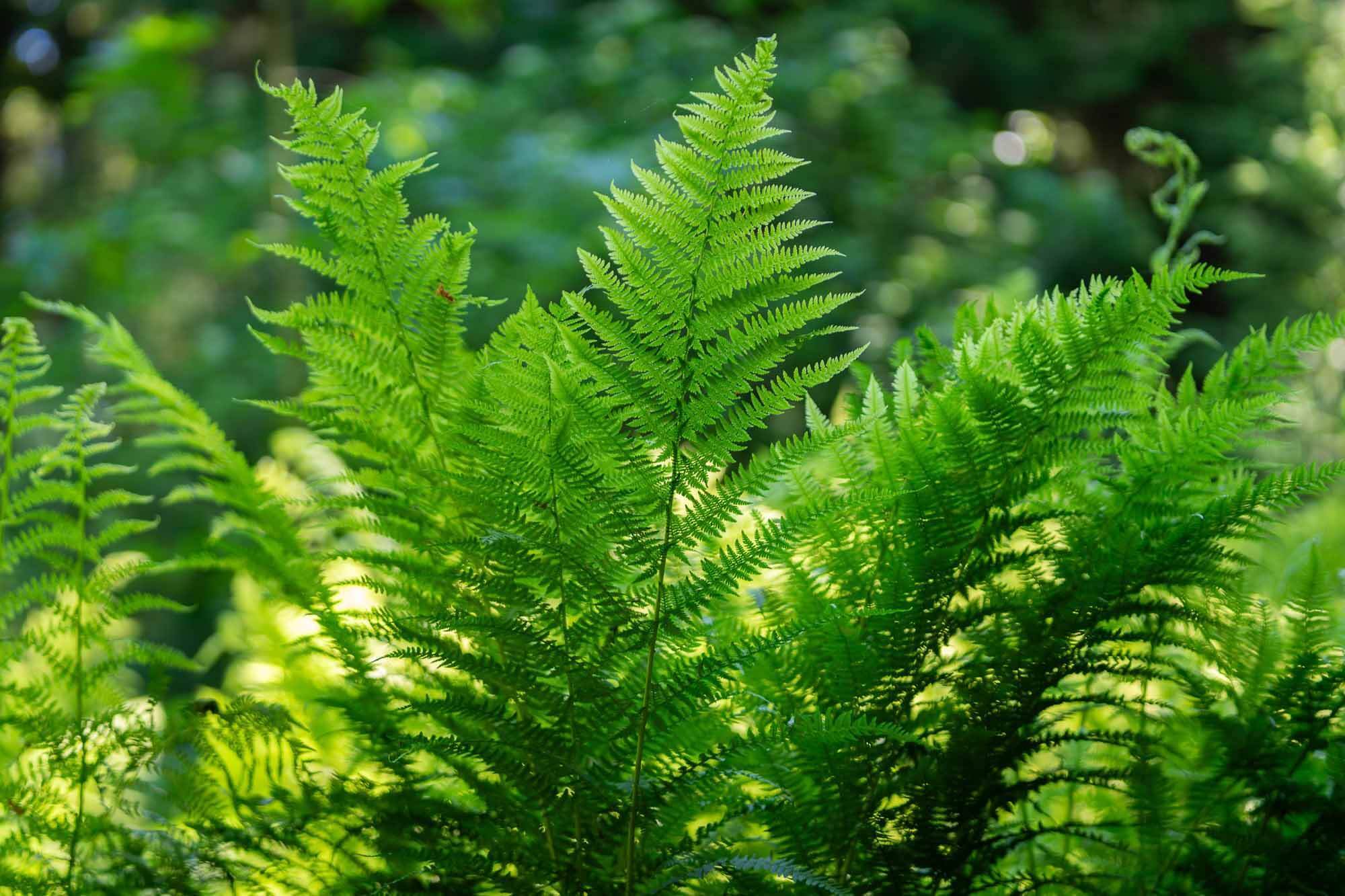 Shade Ferns