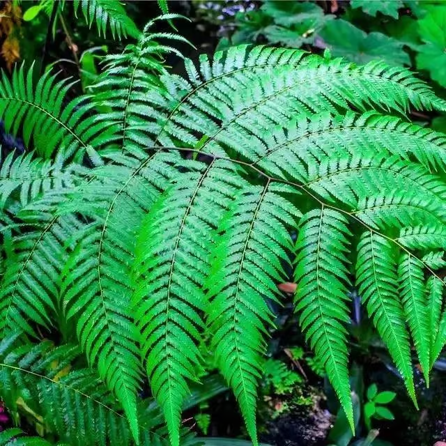 Ostrich Fern