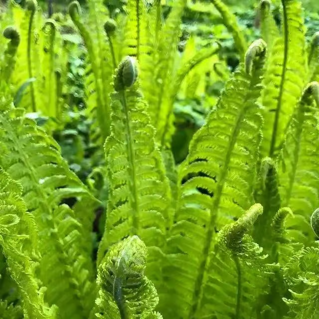 Ostrich Fern