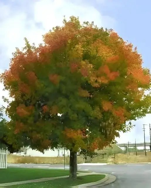 Box Elder Tree