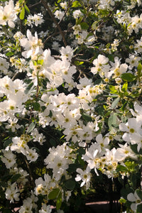 Thumbnail for 6 Flowering Shrubs