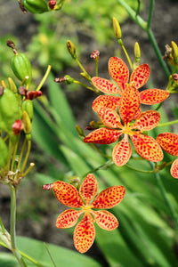 Thumbnail for Blackberry Lily