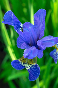 Thumbnail for Blue Flag Iris
