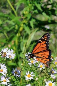 Thumbnail for Butterfly Plants - 6 plants