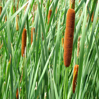 Thumbnail for Cattail Plant