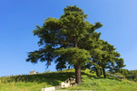 Thumbnail for Cedar Tree