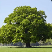 Thumbnail for Chestnut Oak Tree