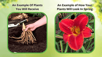 Thumbnail for Coontail Plant - Package of 25 Plants