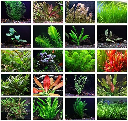 Coontail Plant - Package of 25 Plants