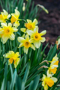 Thumbnail for Daffodil Plant