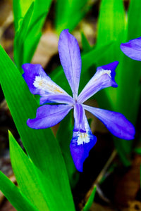 Thumbnail for Dwarf Crested Iris