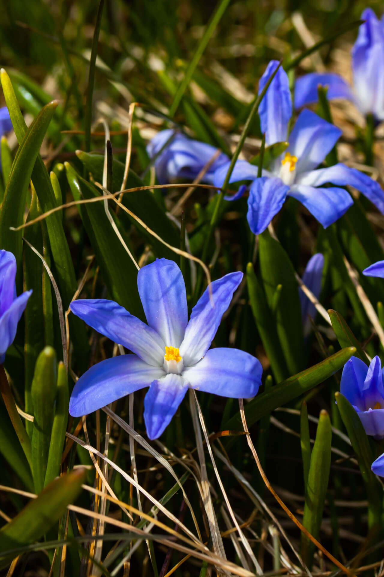 Dwarf Crested Iris