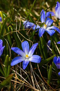 Thumbnail for Dwarf Crested Iris