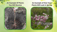 Thumbnail for Flowering Trees Package - 6 Trees