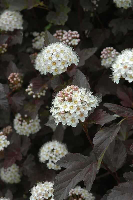 Hydrangea Arborescence Live Stakes - Package of 25
