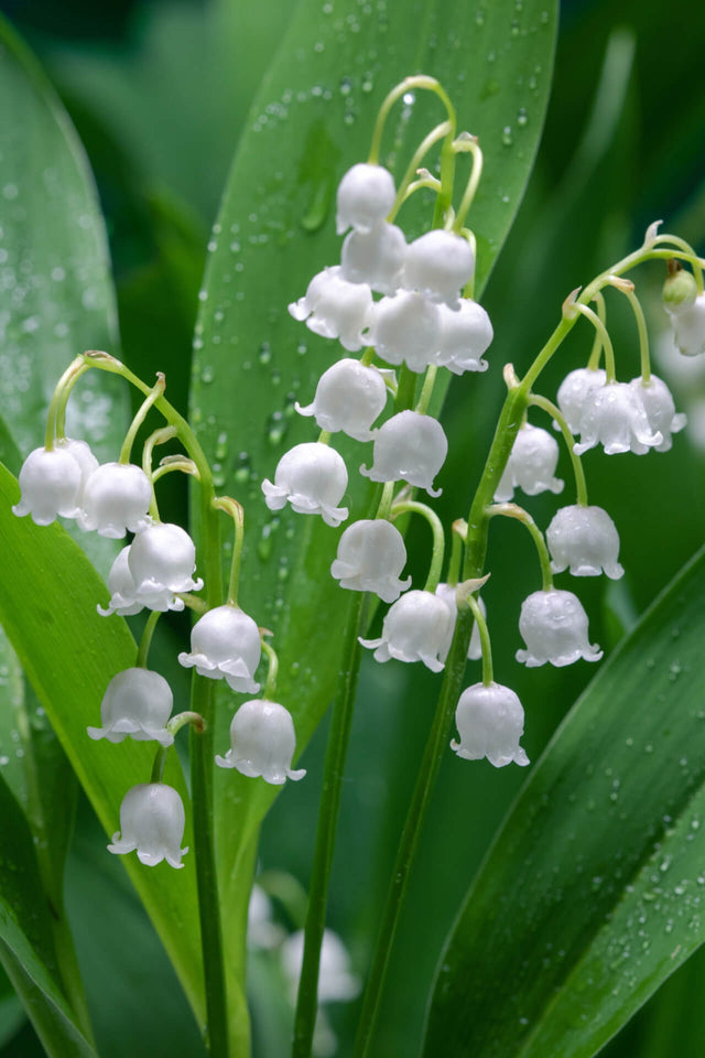 Blue Flower Goddess' Blue Lily of the valley Flower Seeds Rare Perennial  Plants