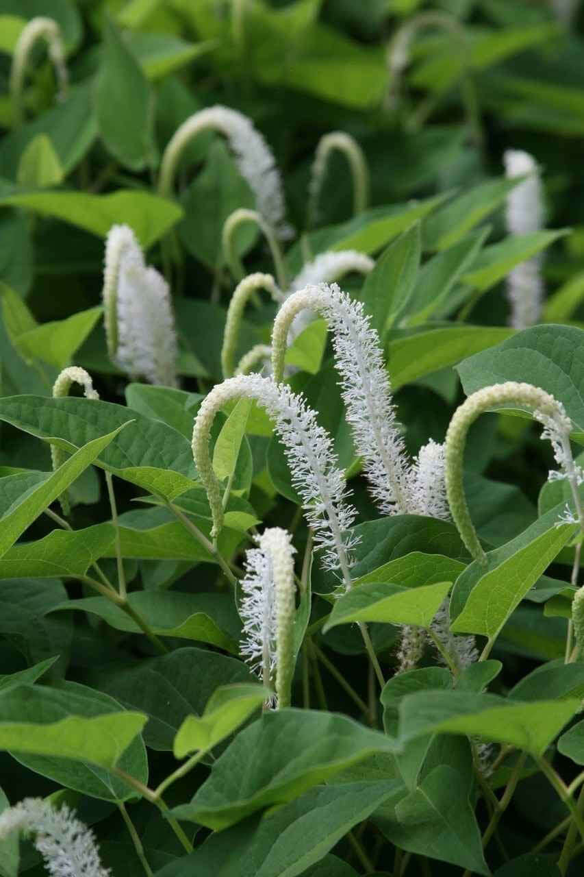 Lizard's Tail - Package of 25 Plants