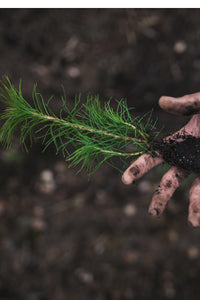 Thumbnail for Loblolly Pine Seedlings - Package of 100