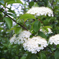 Thumbnail for Maple Leaf Viburnum