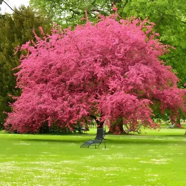 Memorial Tree - A Living Tribute