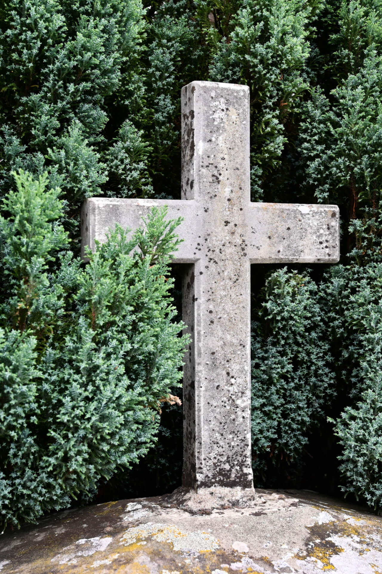 Memorial Tree - A Living Tribute