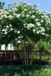 Thumbnail for Natchez Crepe Myrtle