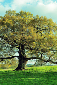 Thumbnail for Overcup Oak Tree