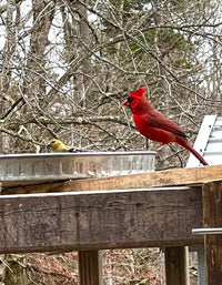 Thumbnail for Pan and Plank Bird Feeder Kit - Guaranteed To Attract 5x's More Birds